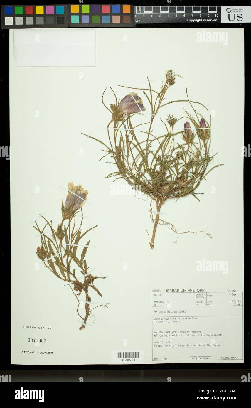 Hibiscus microcarpus Garcke. Stock Photo