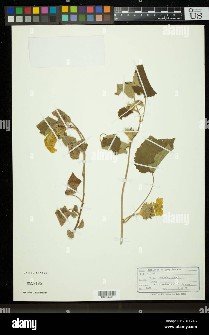 Hibiscus calyphyllus Cav. Stock Photo