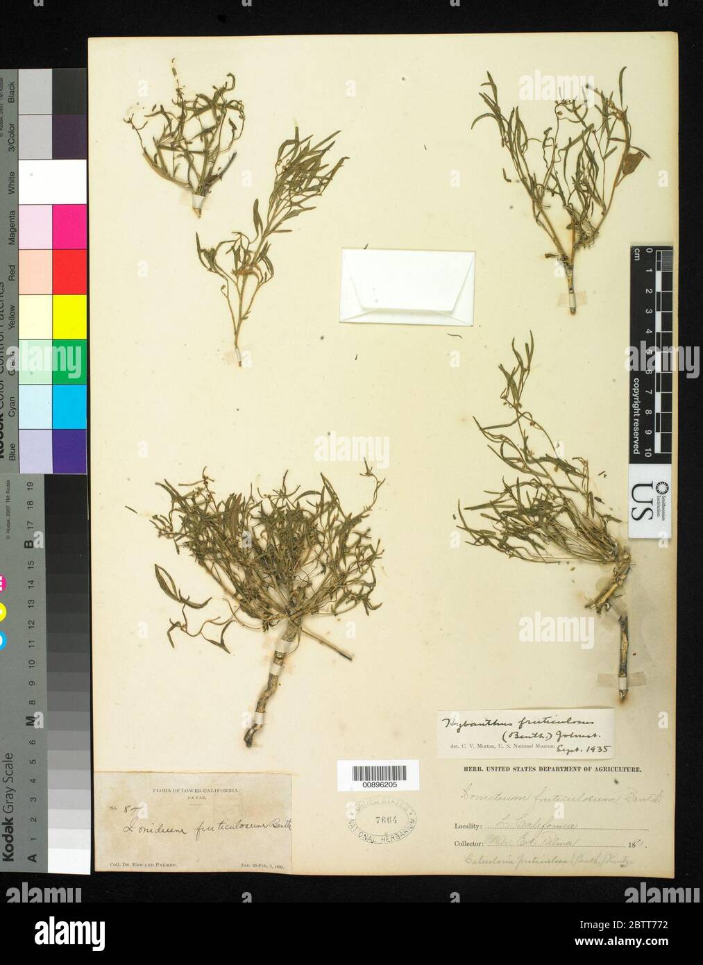 Hybanthus fruticulosus Benth IM Johnst. Stock Photo
