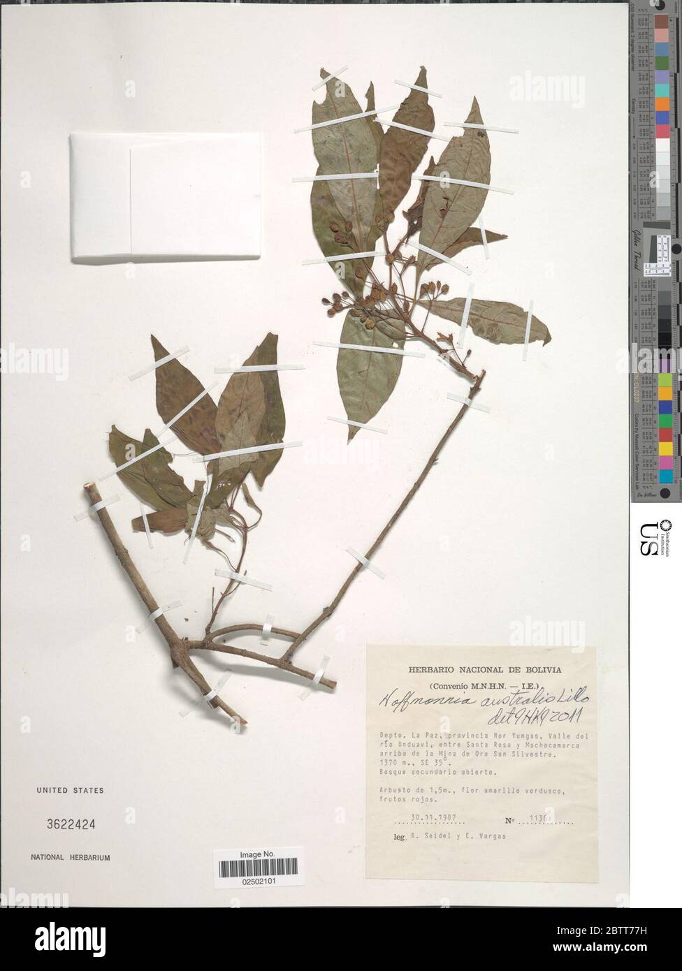 Hoffmannia australis Lillo. Stock Photo