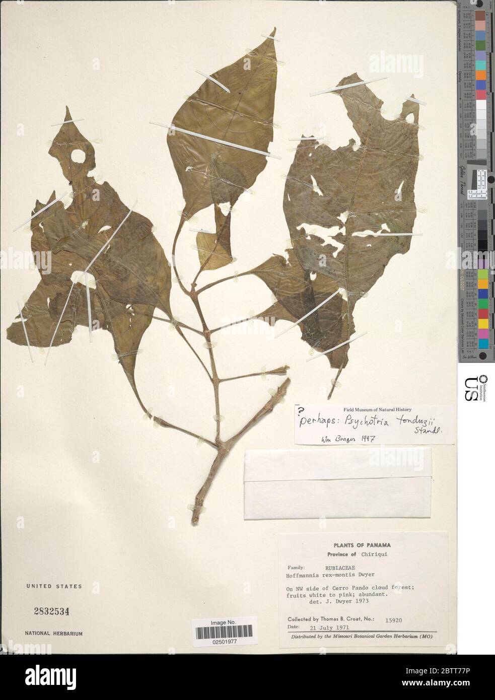 Hoffmannia trichocalyx Standl. Stock Photo