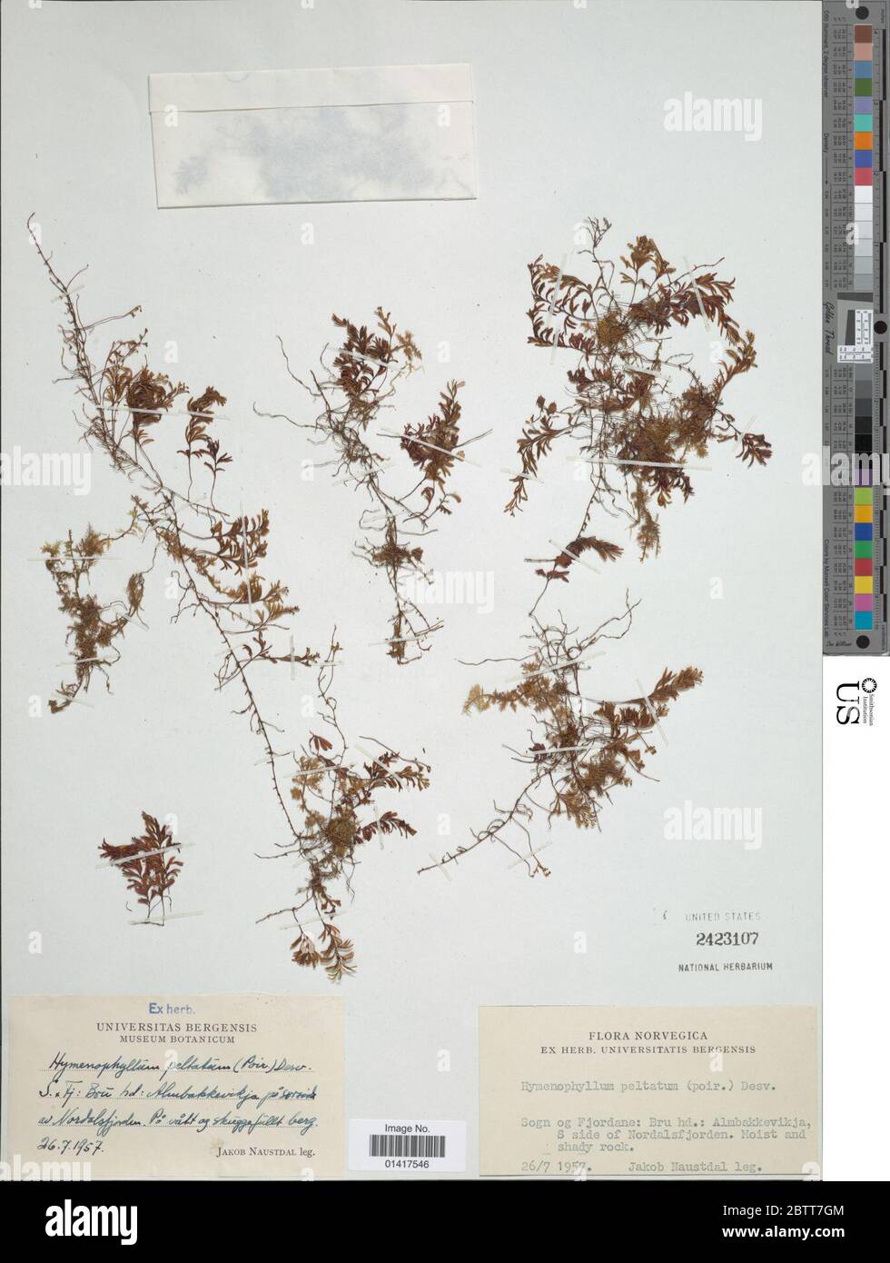 Hymenophyllum peltatum. Stock Photo
