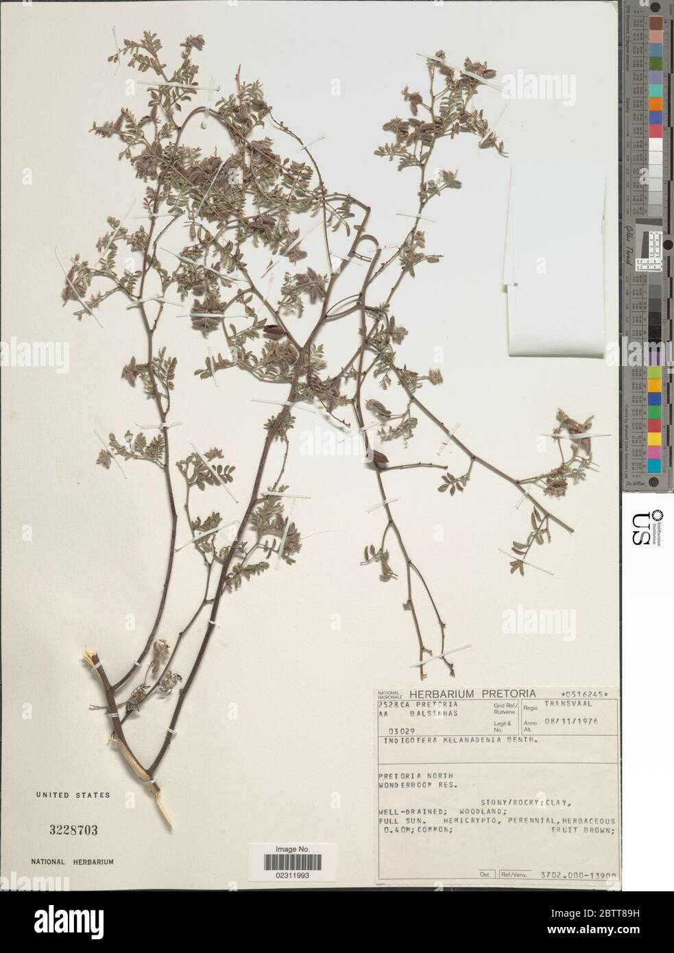 Indigofera melanadenia Benth ex Harv. Stock Photo