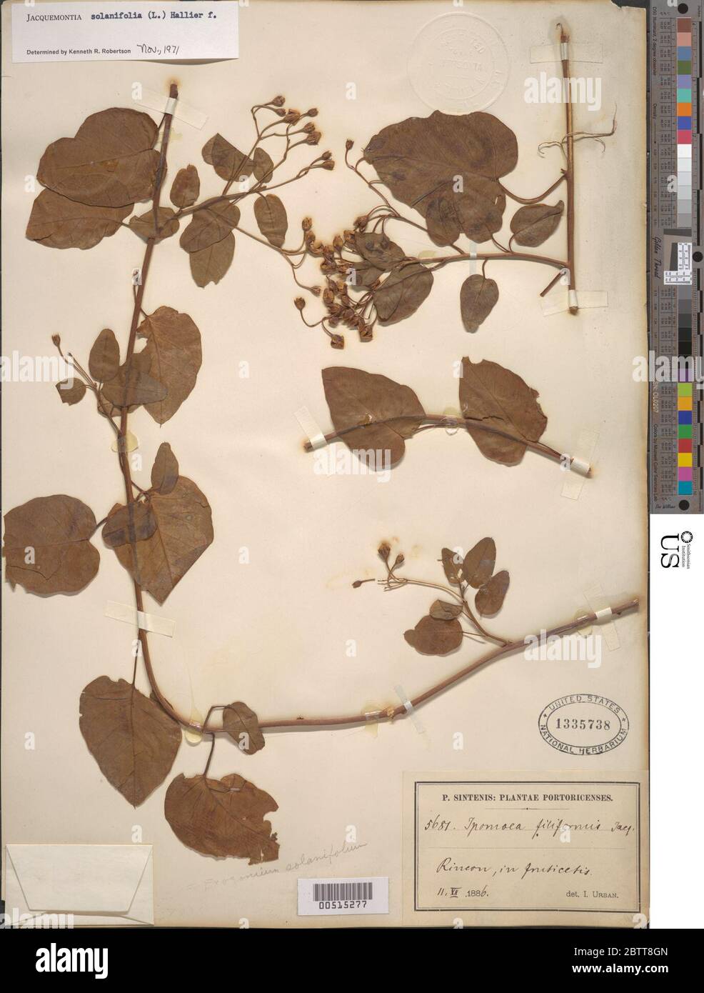 Jacquemontia solanifolia L Hallier f. Stock Photo