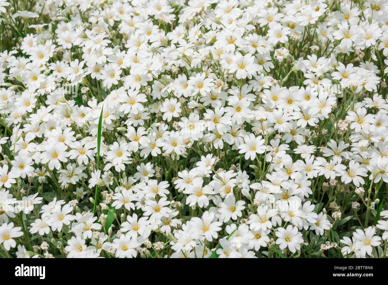 many flowers of cerastium arvense Stock Photo