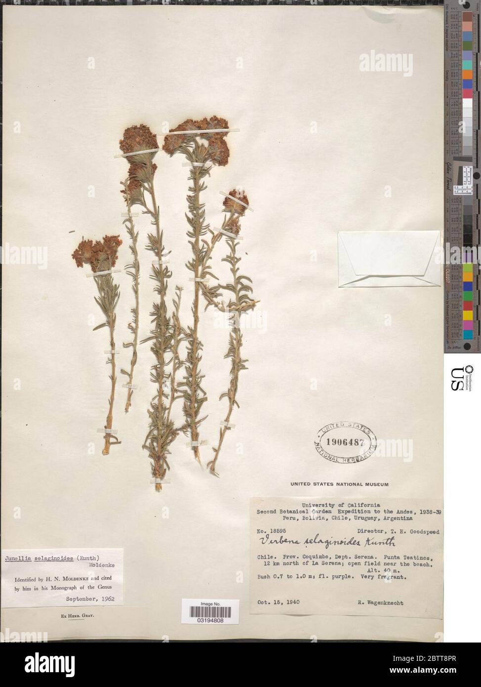 Junellia selaginoides Kunth ex Walp Moldenke. Stock Photo