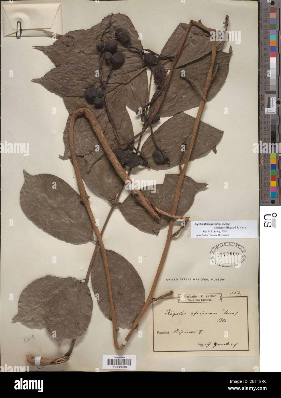 Kigelia africana subsp moosa Sprague Bidgood Verdc. Stock Photo