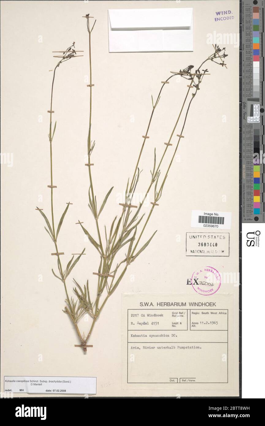Kohautia caespitosa subsp brachyloba Sonder Mantell. Stock Photo