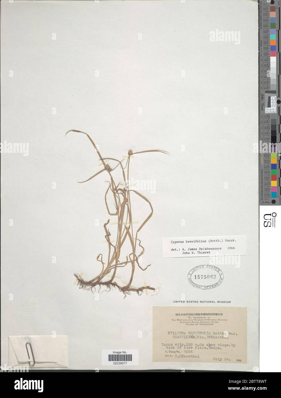 Kyllinga brevifolia Rottb. Stock Photo