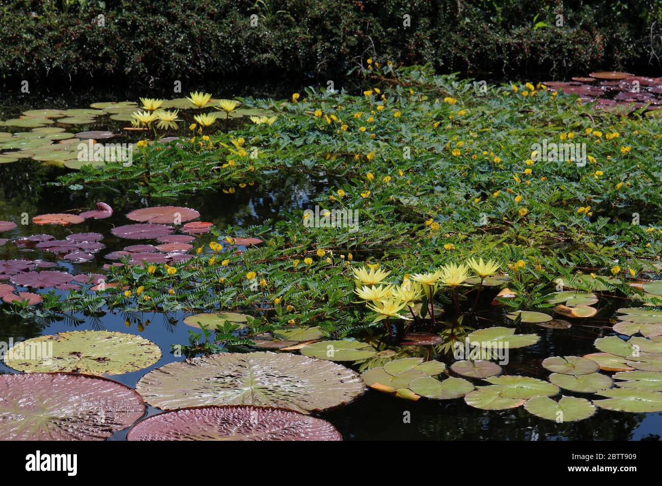 A large pond filled with yellow water lily flowers, large lily pads and Botswana Wonder surrounded by Cotoneaster plants Stock Photo