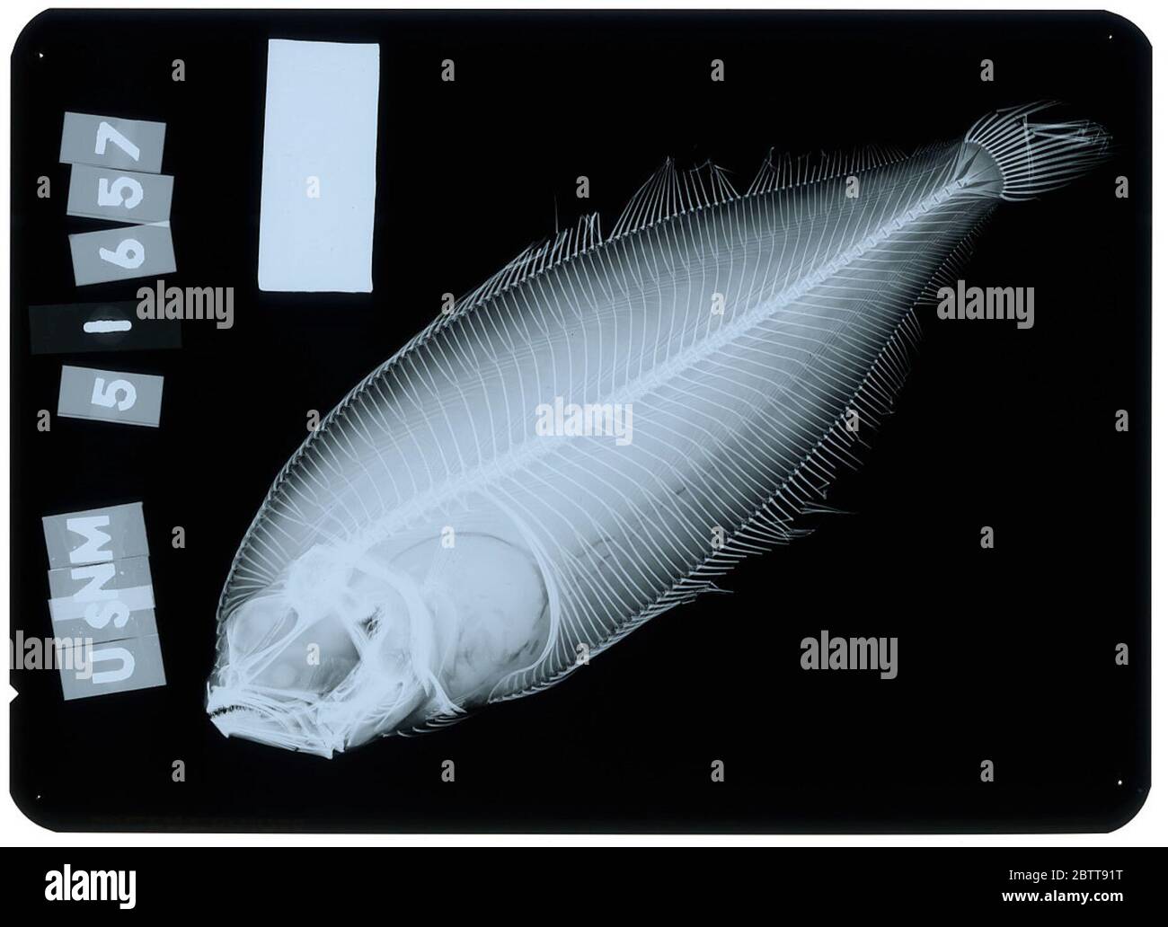 Anticitharus debilis Gilbert. Radiograph is of a holotype; The Smithsonian NMNH Division of Fishes uses the convention of maintaining the original species name for type specimens designated at the time of description. The currently accepted name for this species is Arnoglossus debilis.29 Oct 2018D. 41031 Stock Photo