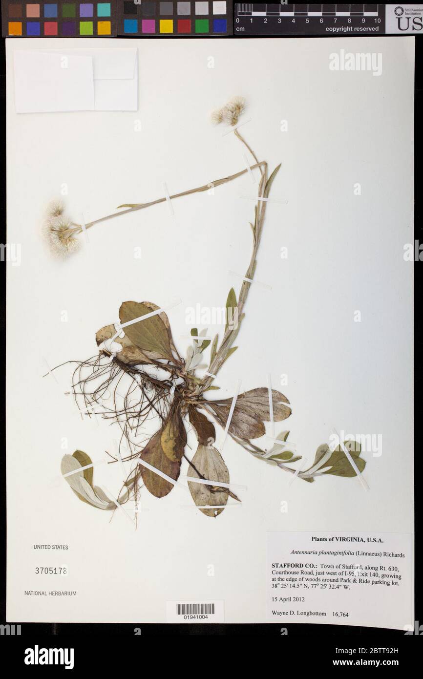 Antennaria plantaginifolia L Richardson. 20 Dec 20181 Stock Photo