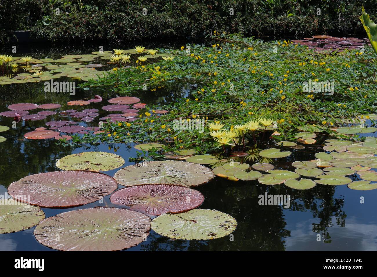 A large pond filled with yellow water lily flowers, large lily pads and Botswana Wonder surrounded by Cotoneaster plants Stock Photo