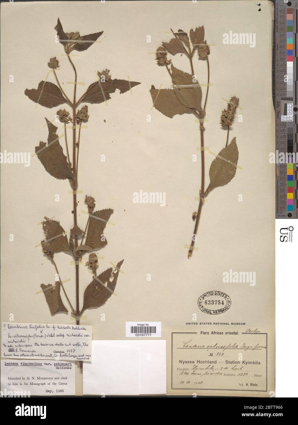 Lantana trifolia f hirsuta Moldenke x L viburnoides subsp richardii R Fern. Stock Photo