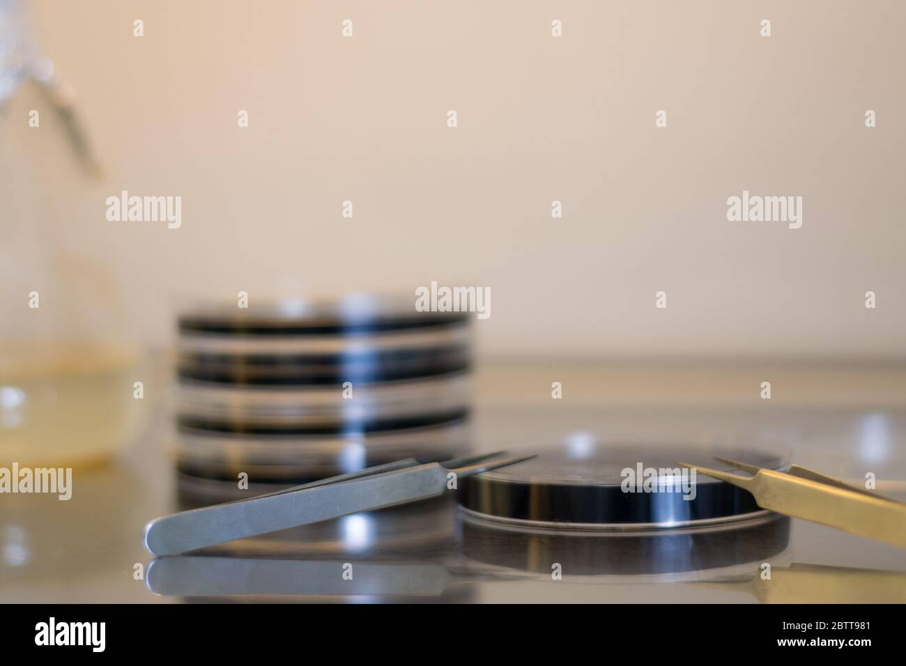 Material for a research in vitro experiment: petri dishes containing culture medium, forceps and micropipette Stock Photo
