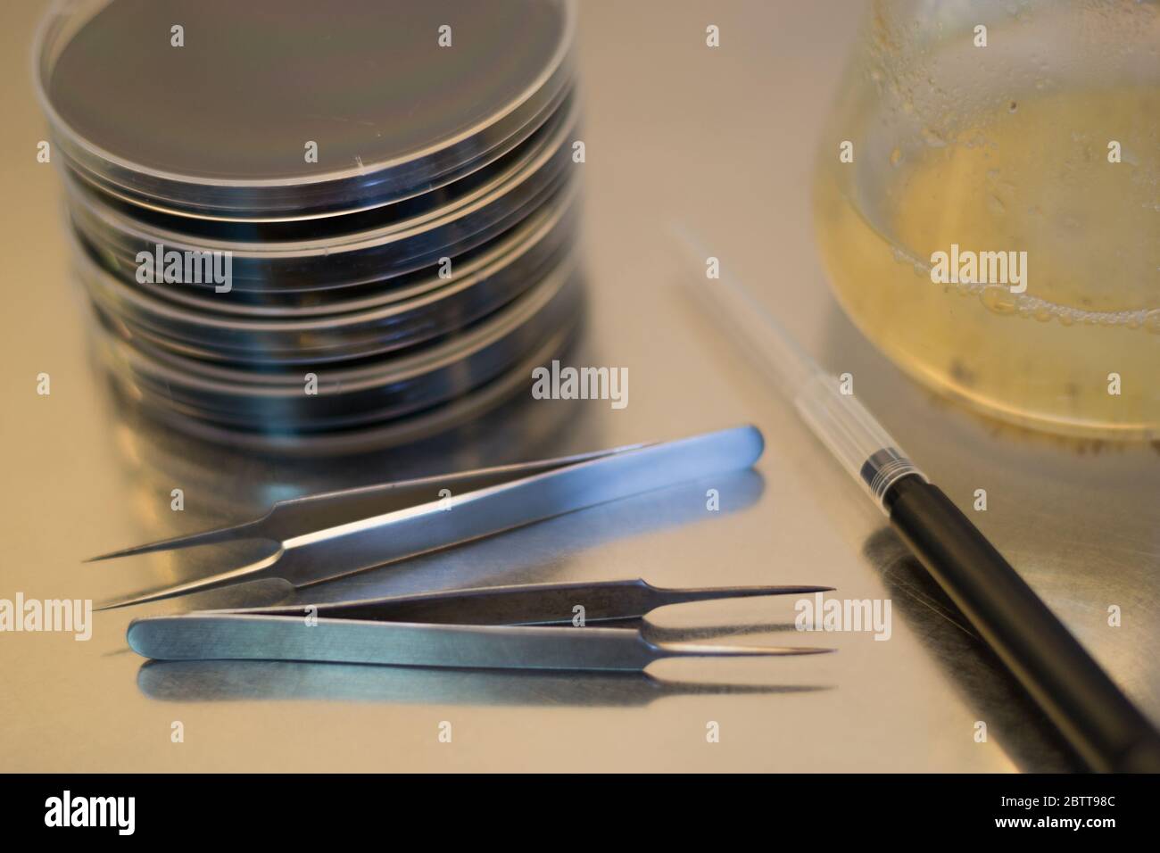 Material for a research in vitro experiment: petri dishes containing culture medium, forceps and micropipette Stock Photo