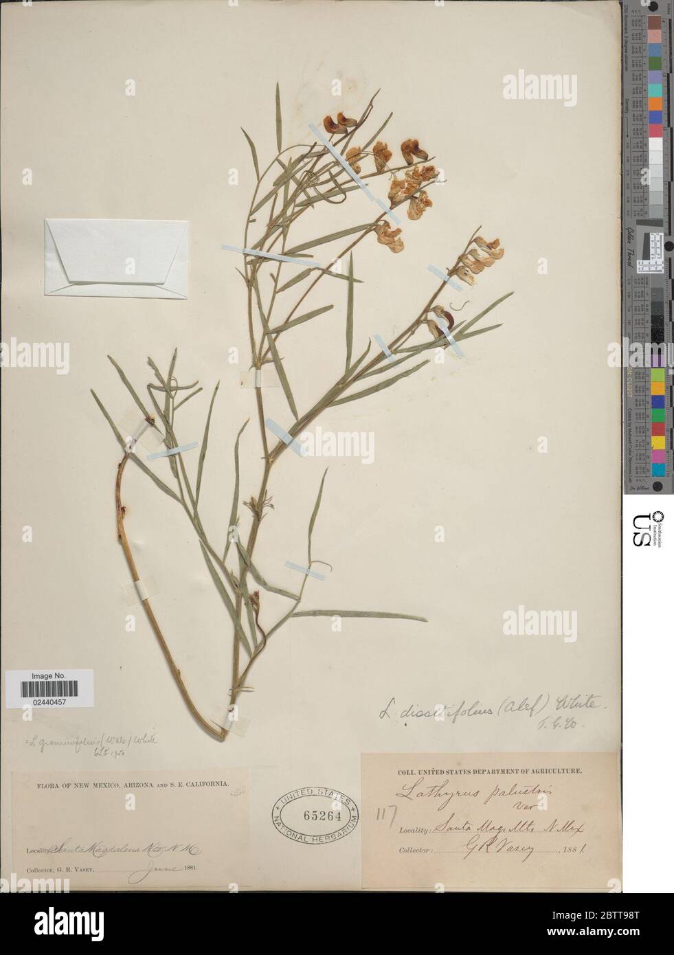 Lathyrus graminifolius S Watson TG White. Stock Photo