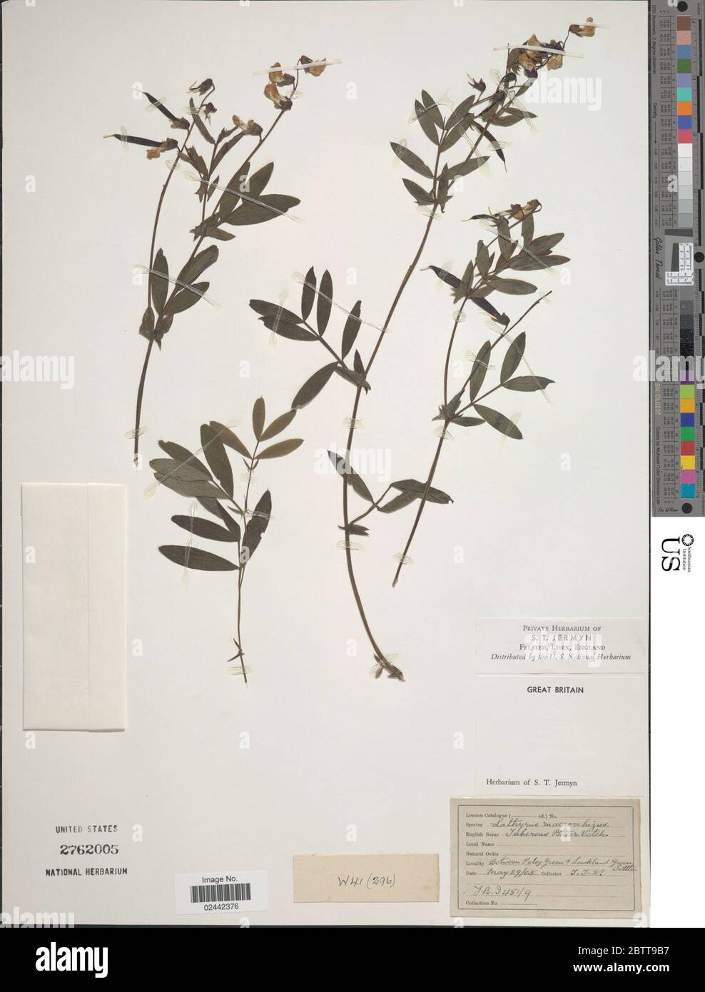 Lathyrus montanus Bernh. Stock Photo