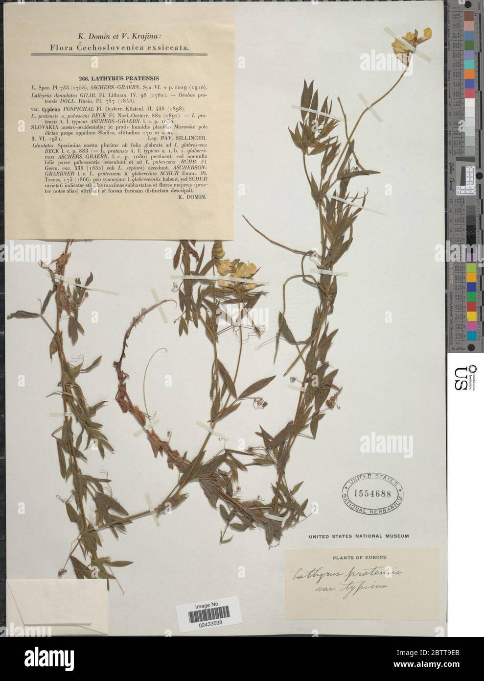 Lathyrus pratensis L. Stock Photo
