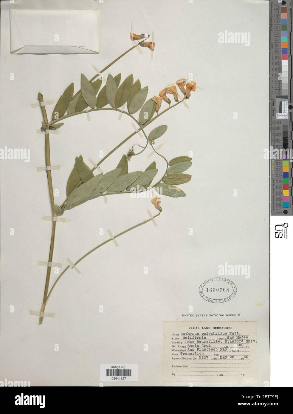 Lathyrus polyphyllus Nutt Stock Photo Alamy