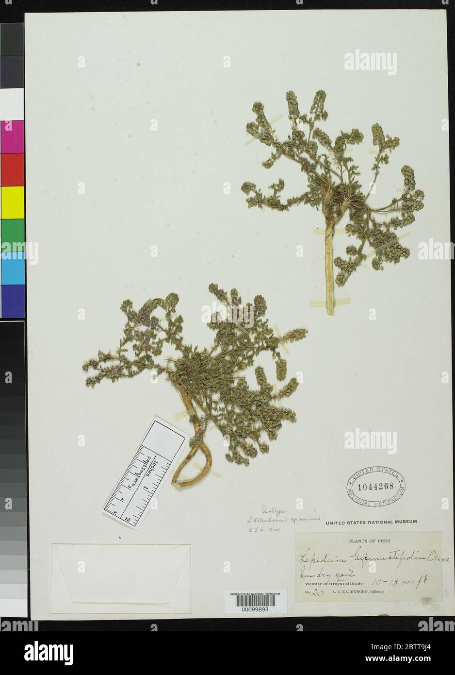 Lepidium kalenbornii CL Hitchc. Stock Photo