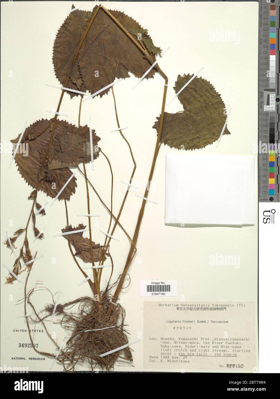 Ligularia fischeri Ledeb Turcz. Stock Photo