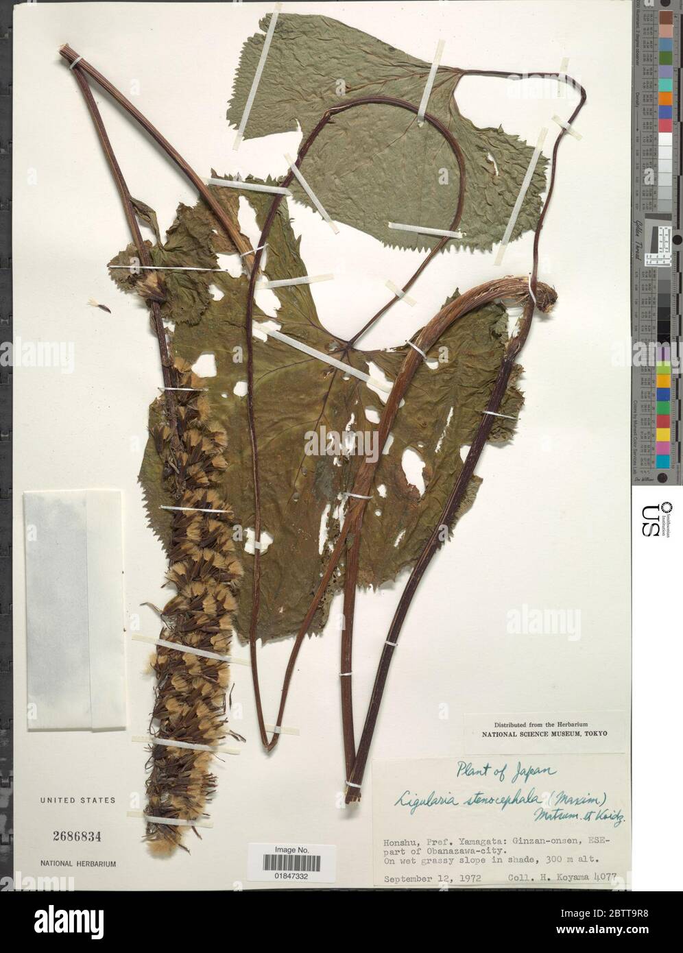 Ligularia stenocephala Maxim Matsum Koidz. Stock Photo