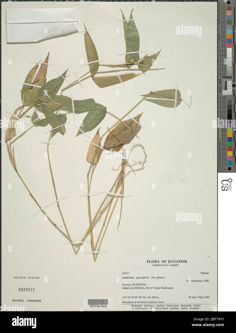 Lithachne pauciflora Sw P Beauv. Stock Photo