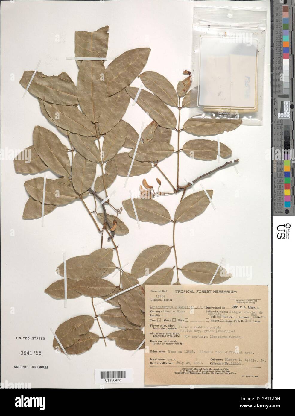 Lonchocarpus glaucifolius Urb. Stock Photo