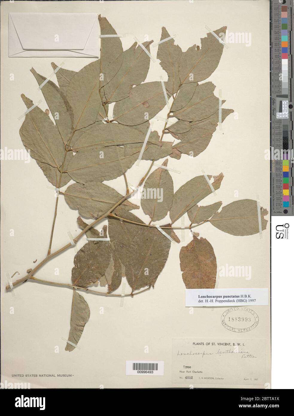 Lonchocarpus punctatus Kunth. Stock Photo