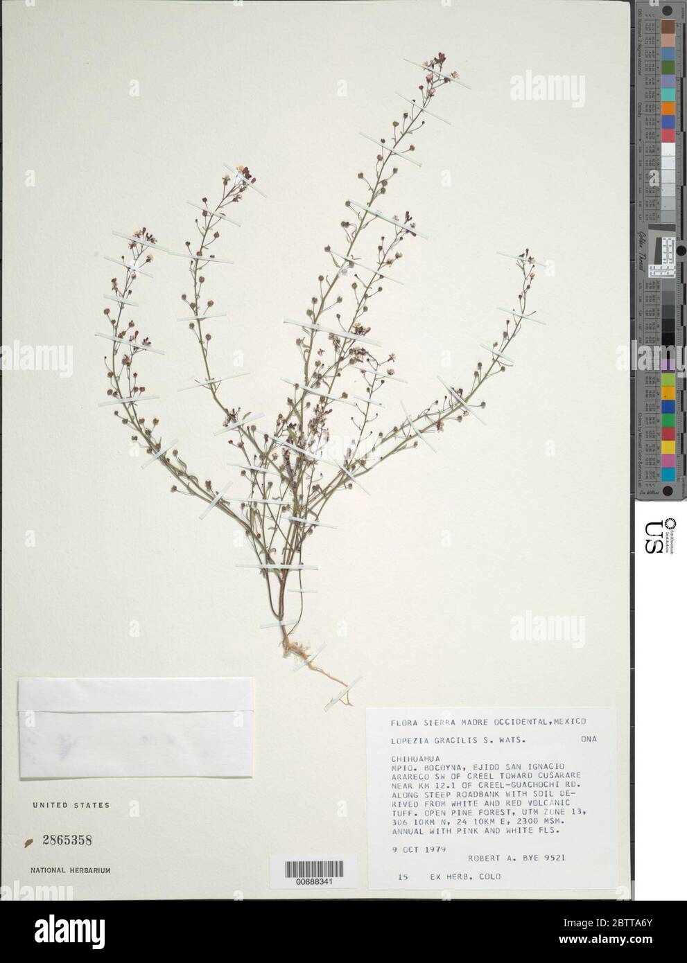 Lopezia gracilis S Watson. Stock Photo