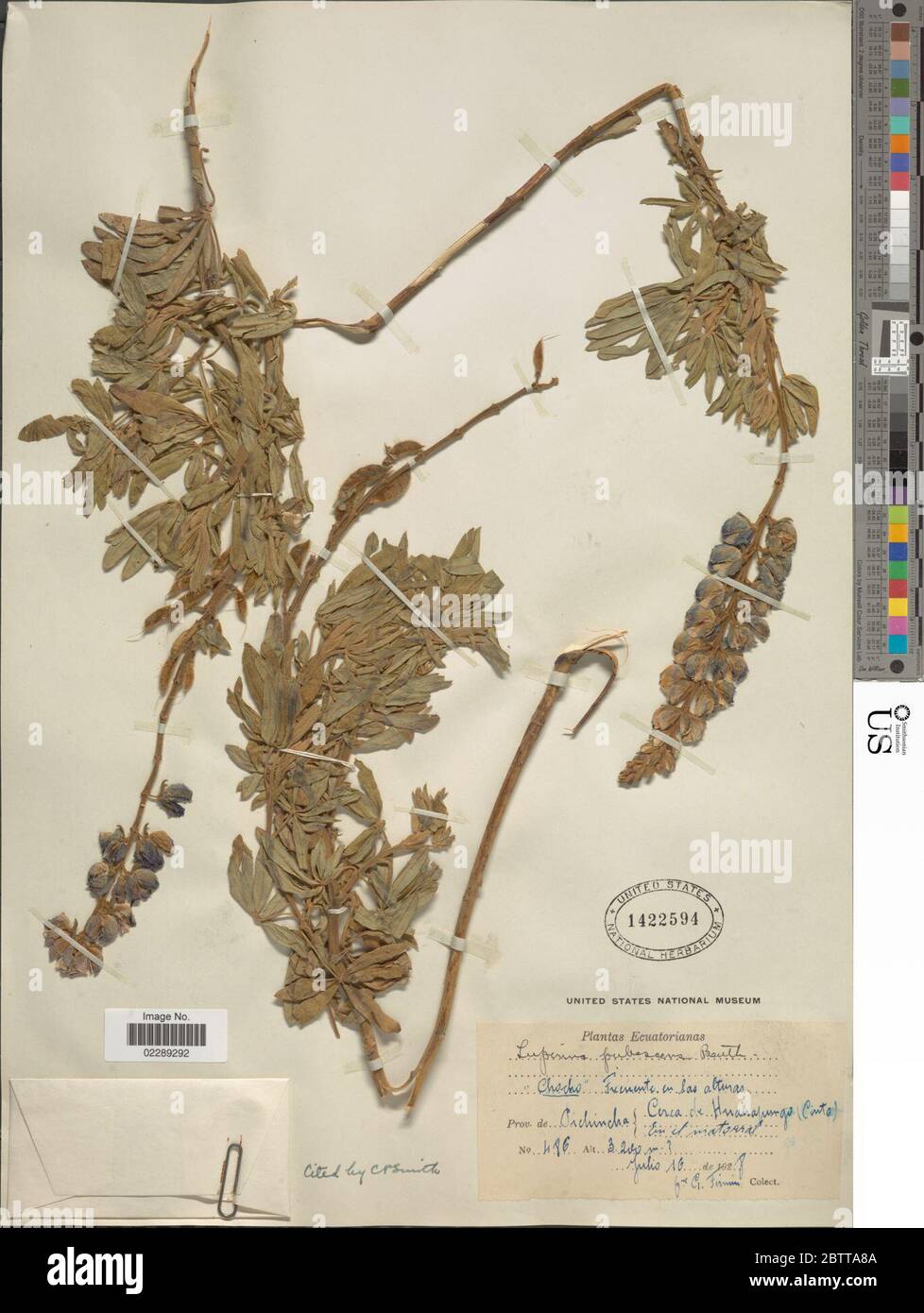 Lupinus pubescens Benth. Stock Photo