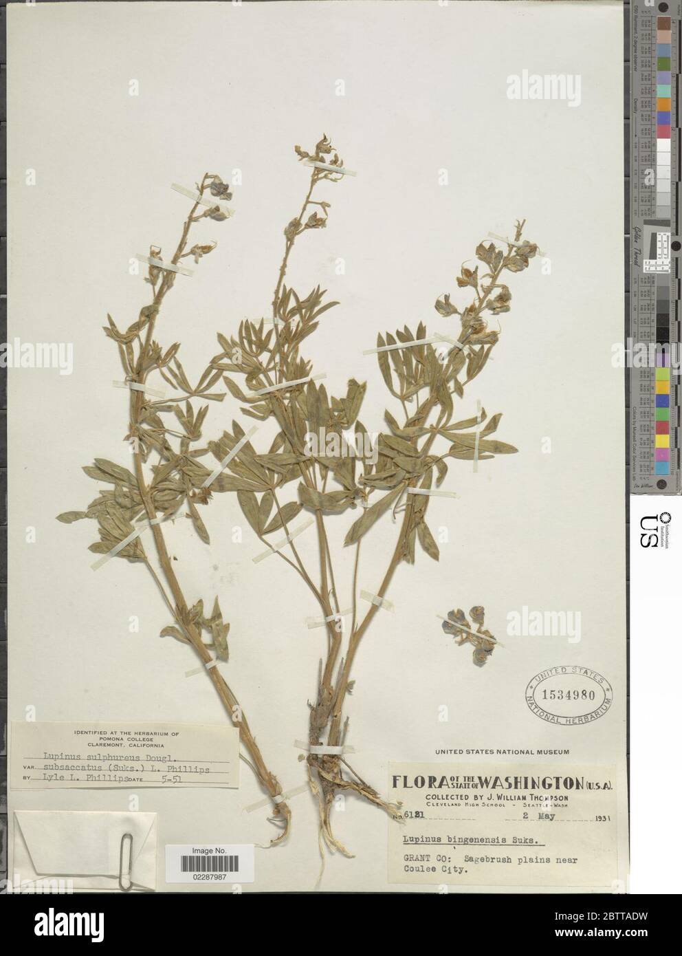 Lupinus sulphureus. Stock Photo