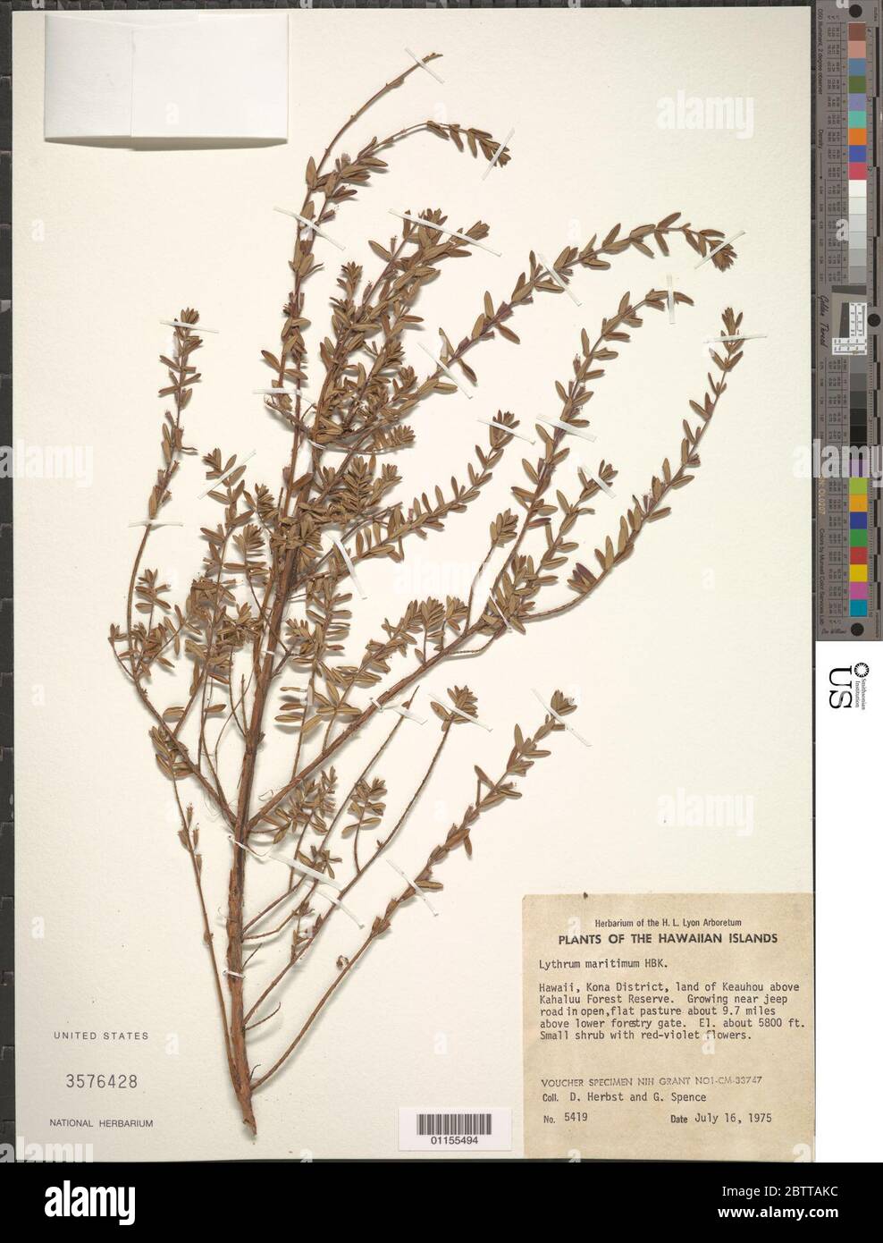 Lythrum maritimum Kunth. Stock Photo