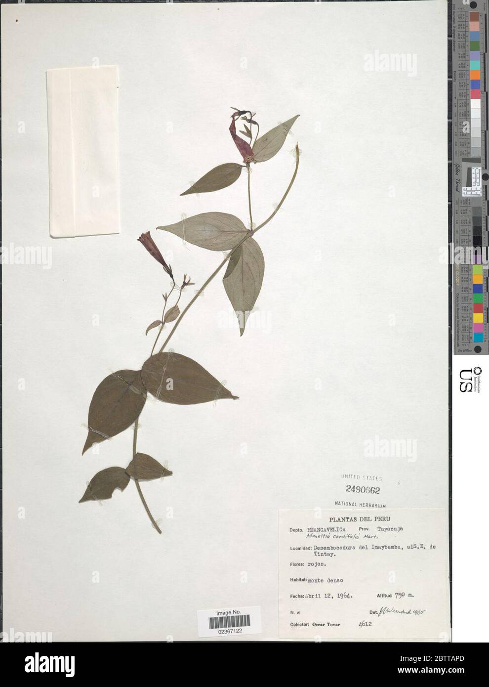 Manettia cordifolia Mart. Stock Photo