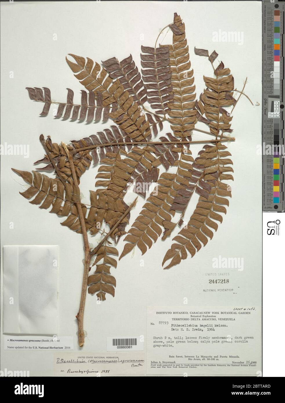 Macrosamanea spruceana Benth Killip. Stock Photo