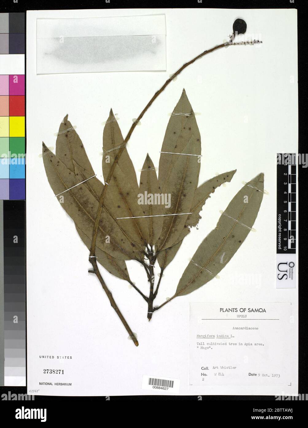 Mangifera indica l hires stock photography and images Alamy