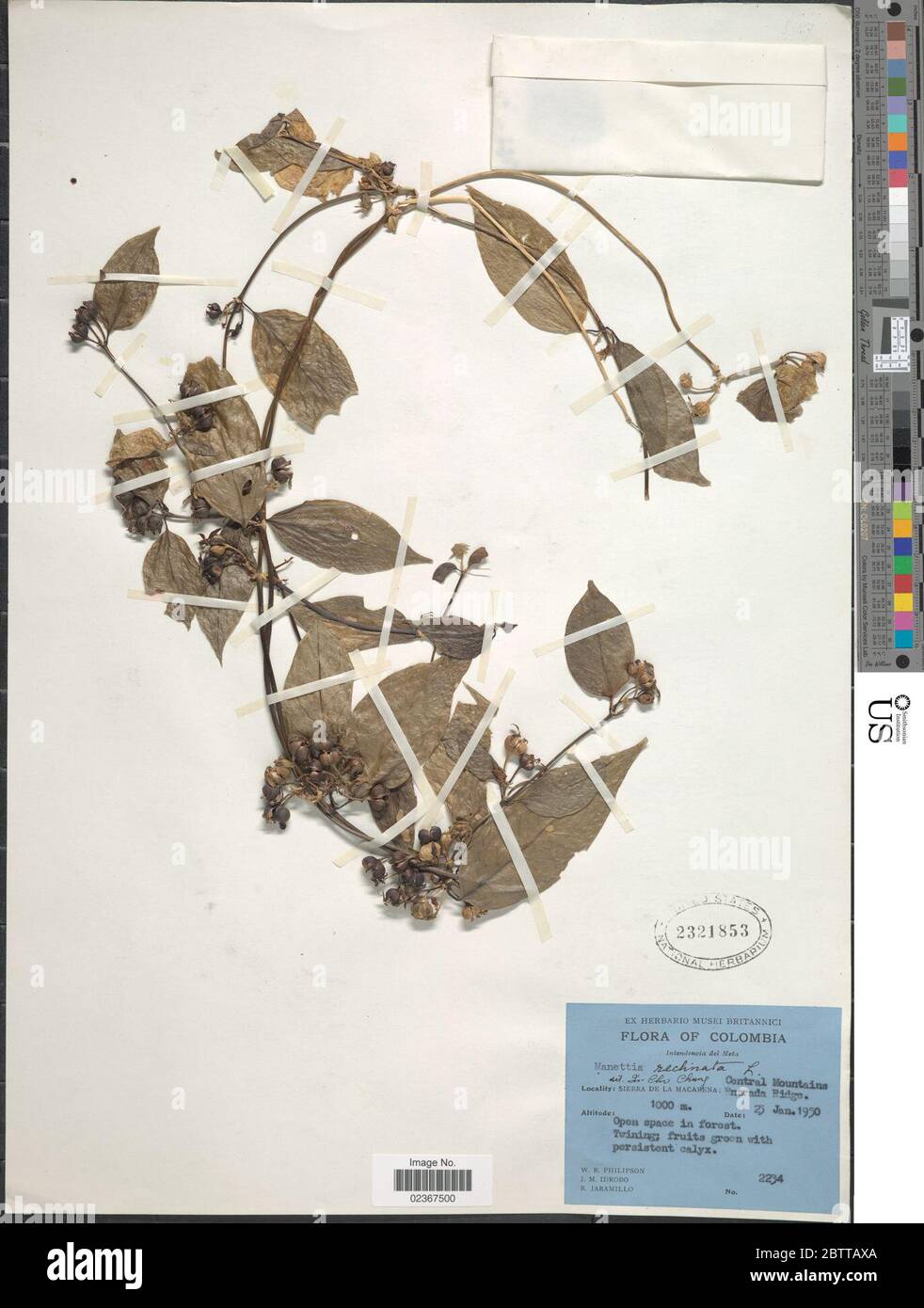 Reclinata High Resolution Stock Photography and Images Alamy