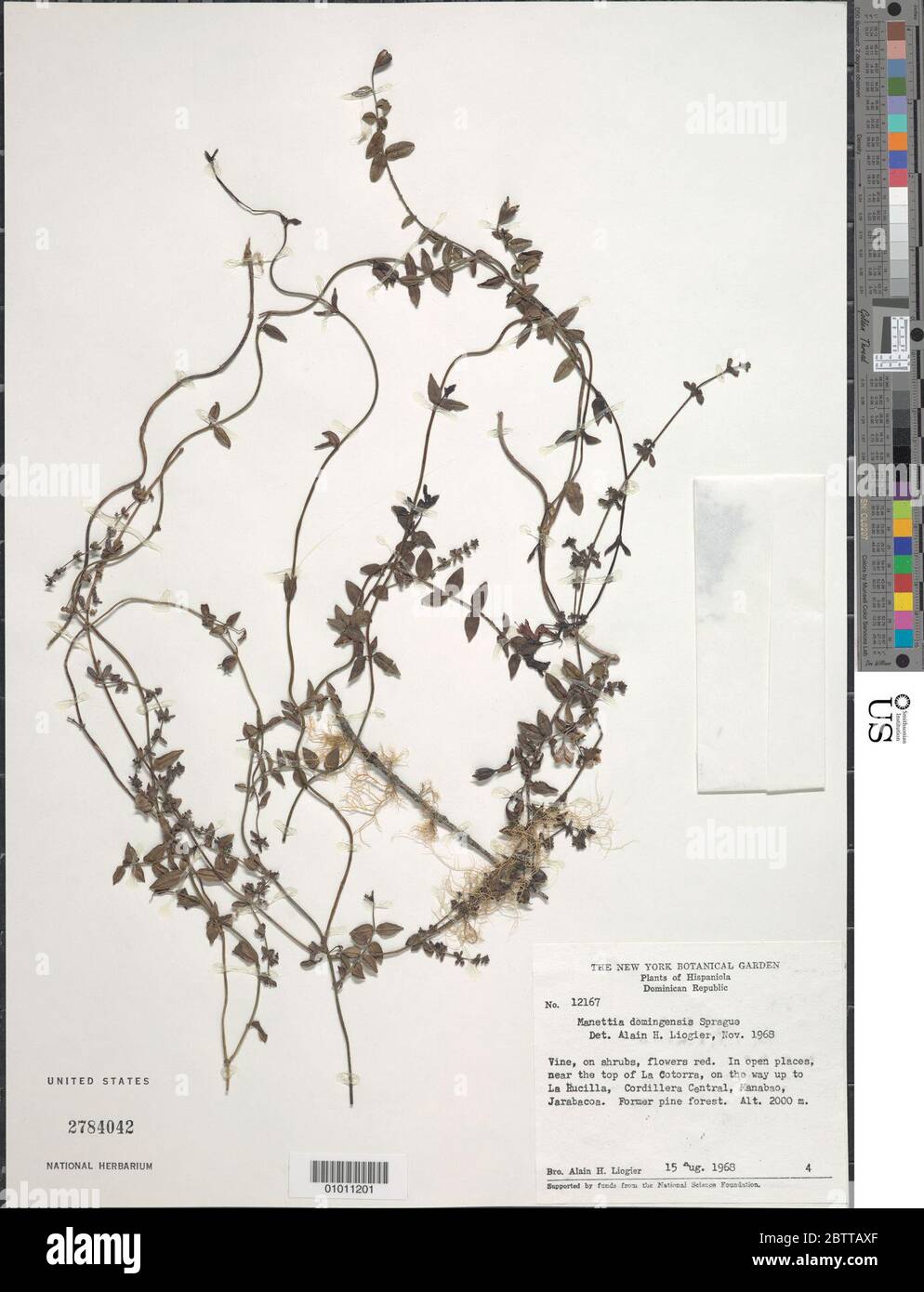 Manettia domingensis Sprague. Stock Photo