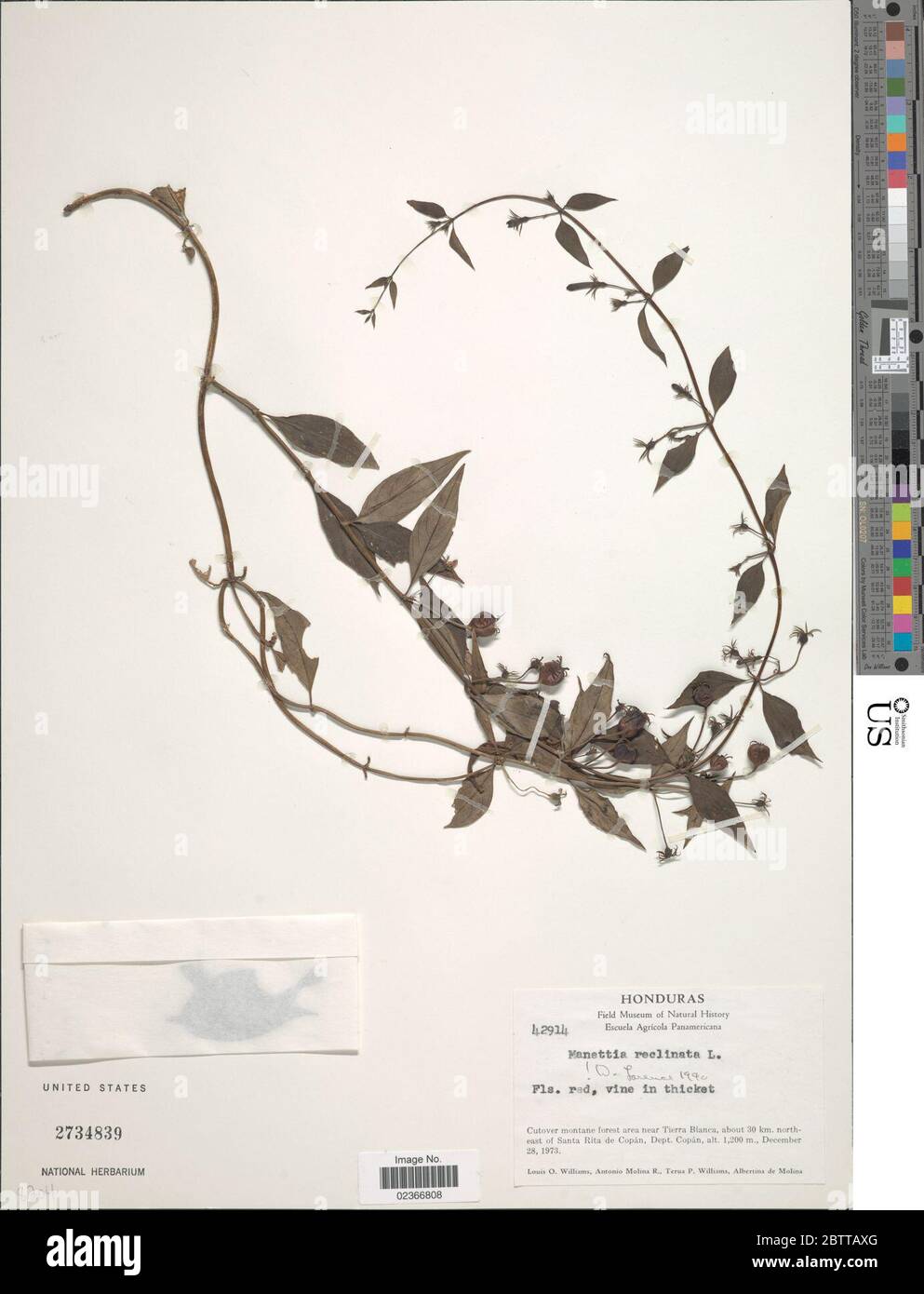 reclinata L Stock Photo Alamy