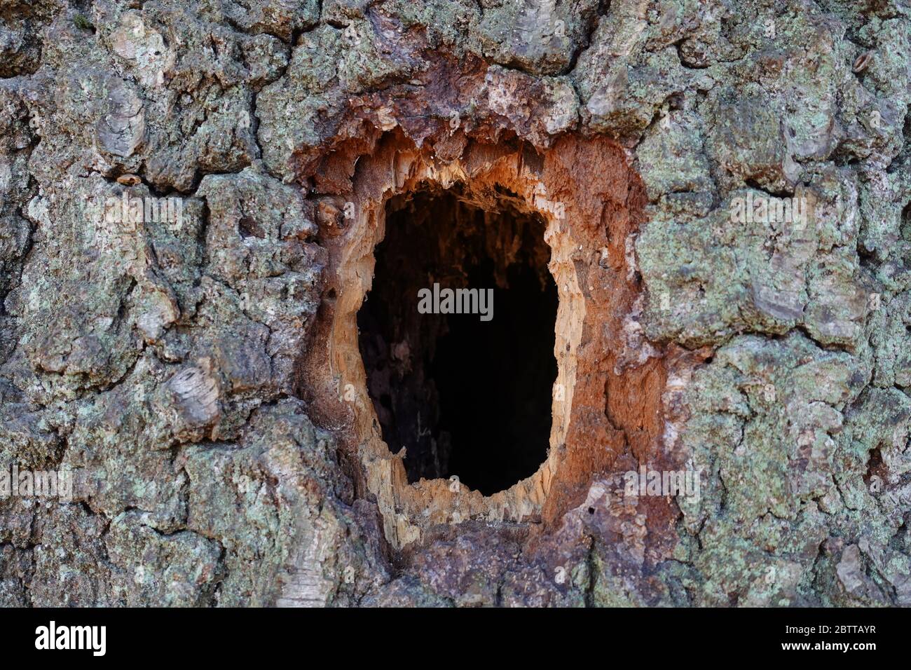 Hole in a tree in the forest Stock Photo - Alamy