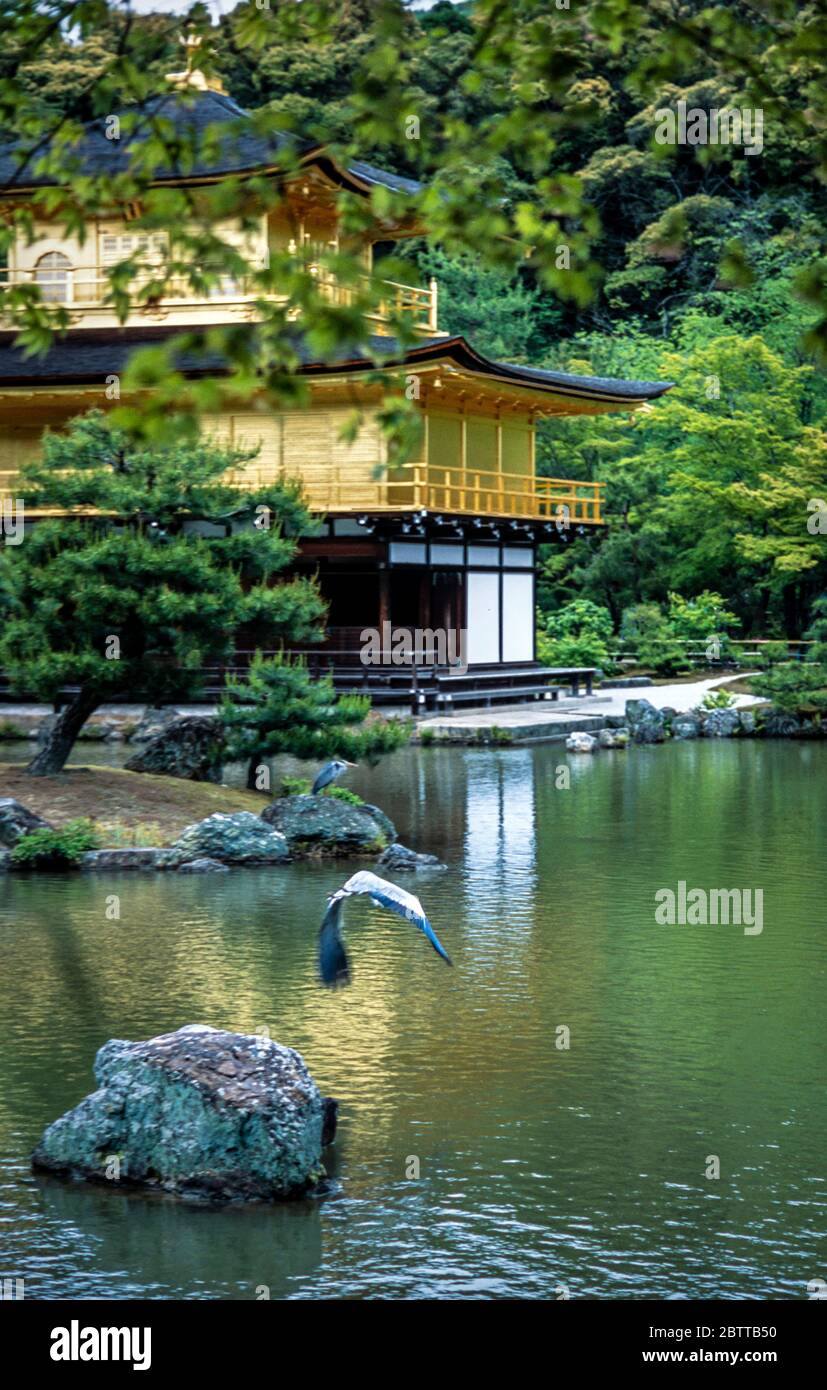 Crane by a pond at Kinkaku-ji, Golden Temple in Kyoto Stock Photo