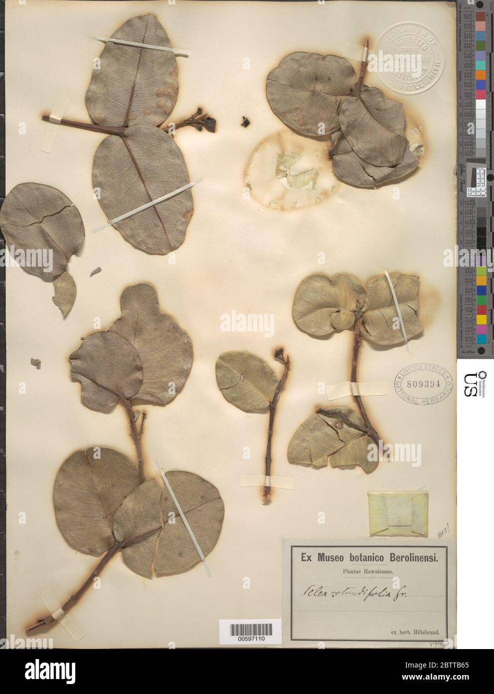 Melicope rotundifolia A Gray TG Hartley BC Stone. Stock Photo