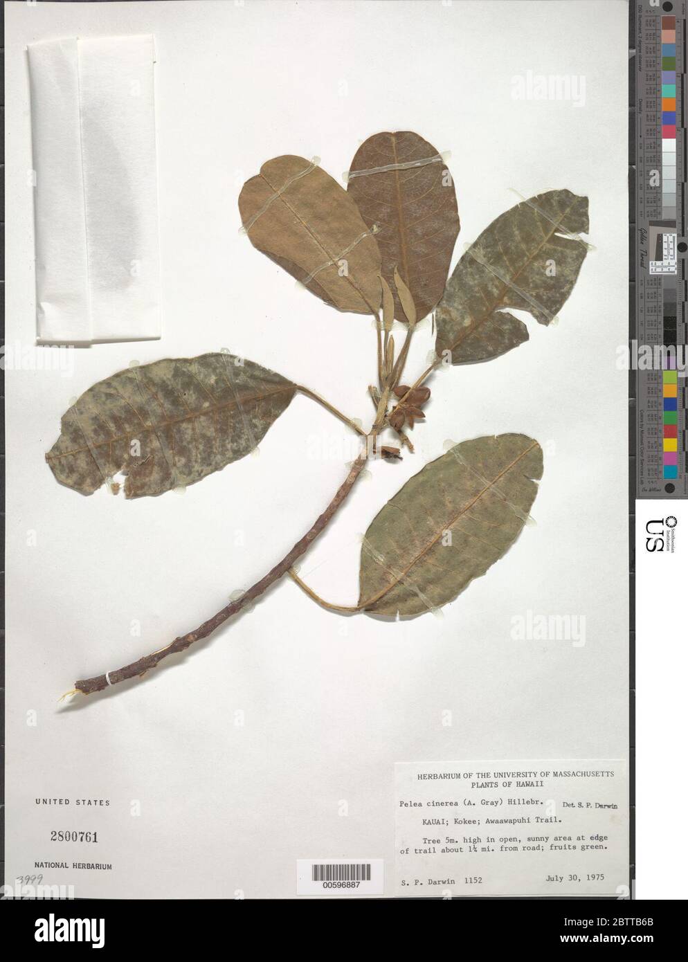 Melicope cinerea A Gray. Stock Photo