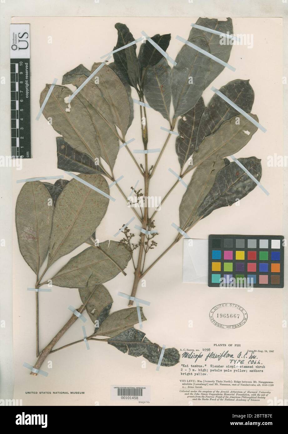 Melicope flaviflora AC Sm. Stock Photo