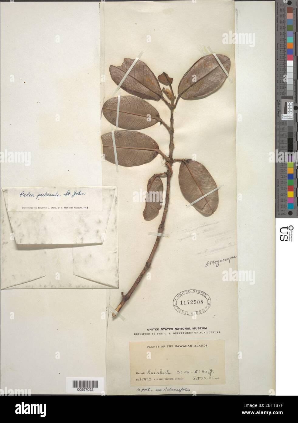 Melicope puberula H St John TG Hartley BC Stone. Stock Photo