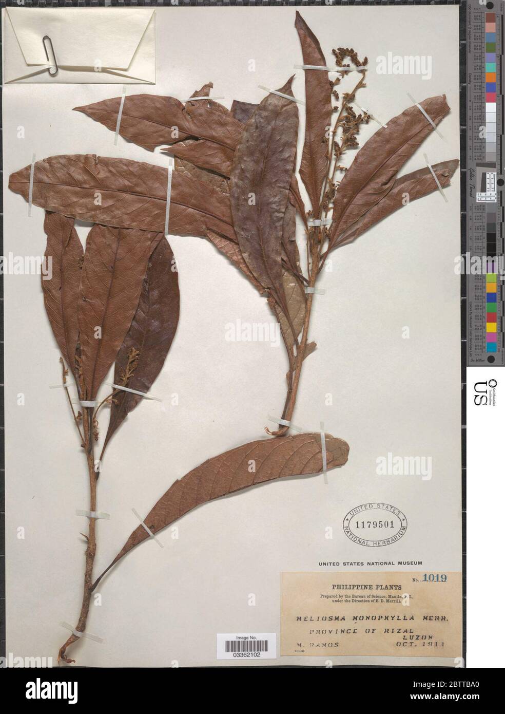 Meliosma monophylla. Stock Photo