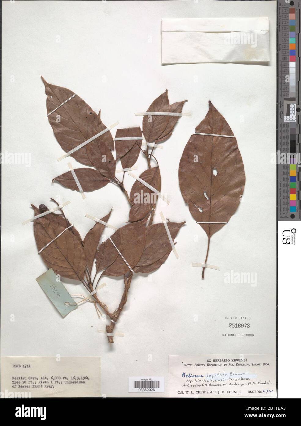 Meliosma lepidota Blume. Stock Photo