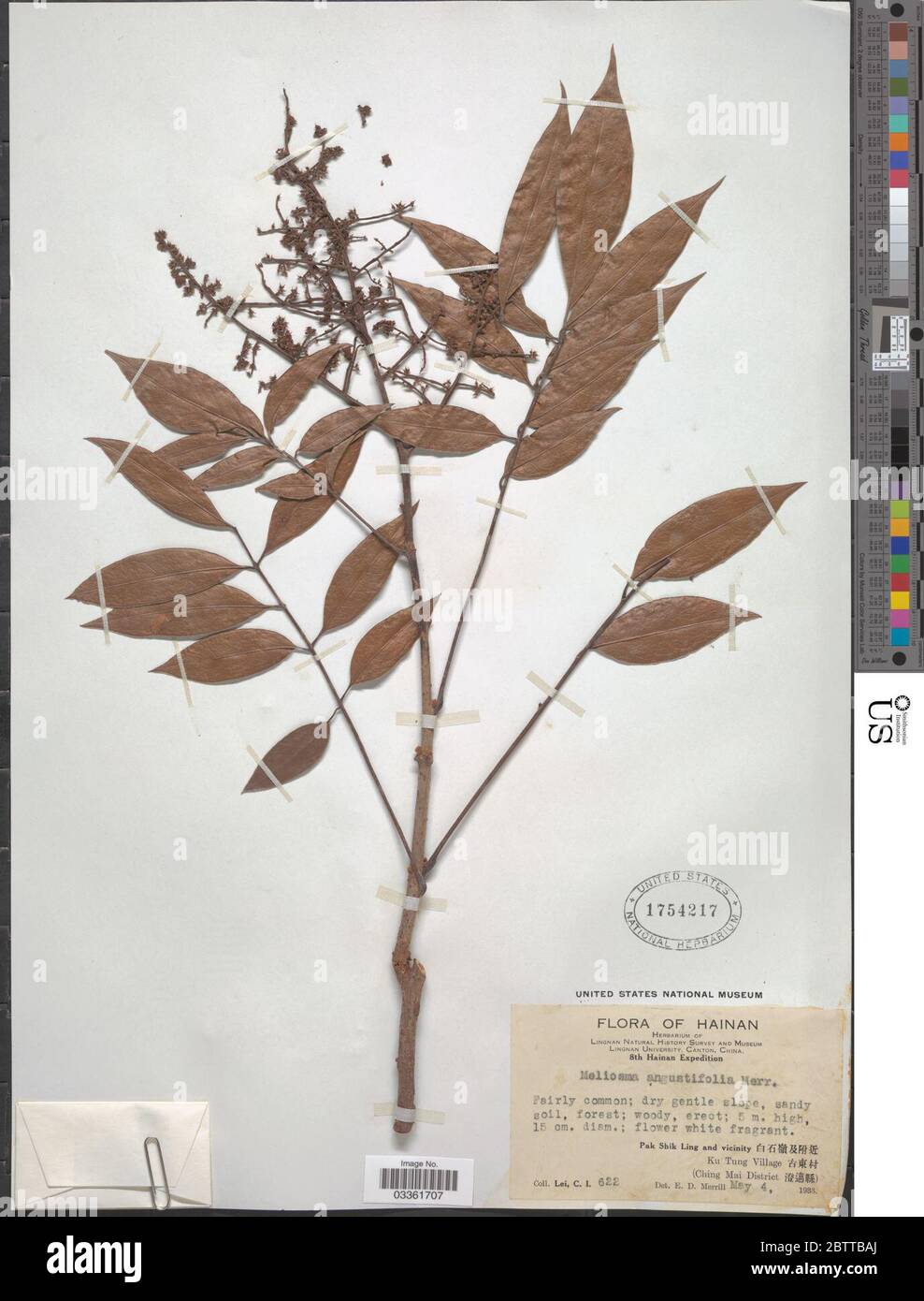 Meliosma angustifolia Merr. Stock Photo