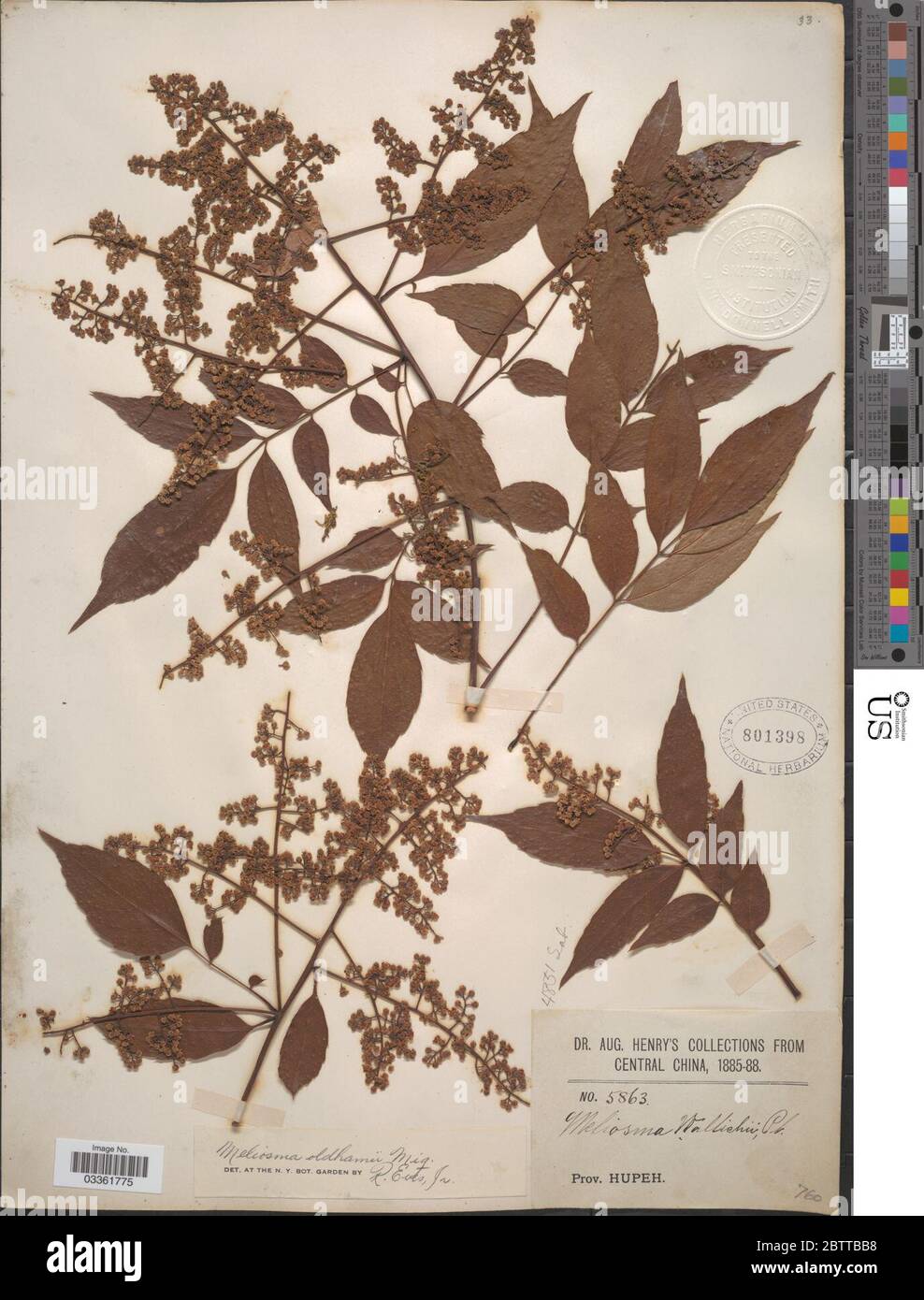 Meliosma rhoifolia Maxim. Stock Photo